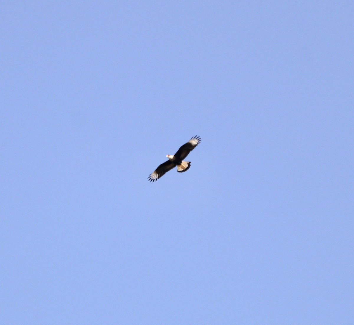 Crested Caracara - ML635952161