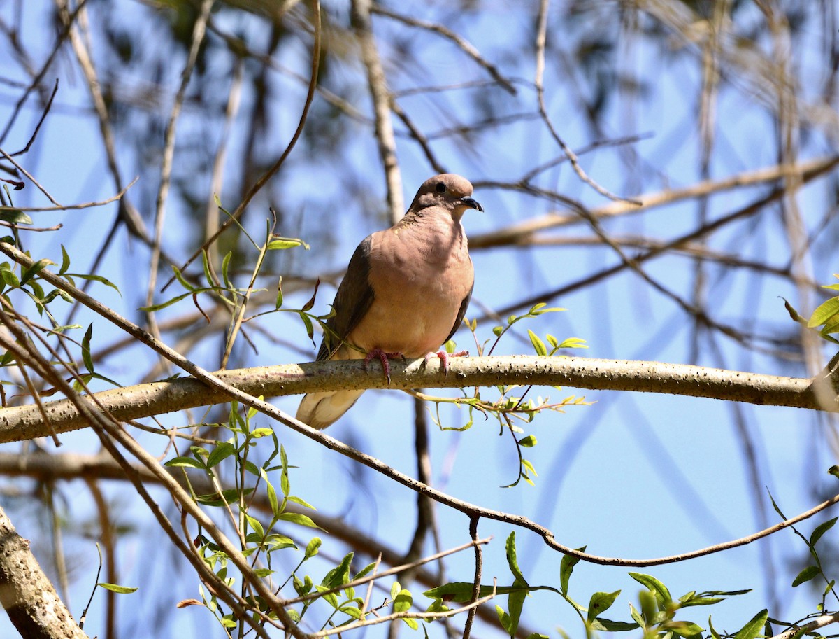 Eared Dove - ML635952225