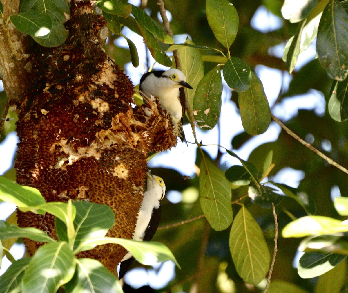 White Woodpecker - ML635952295