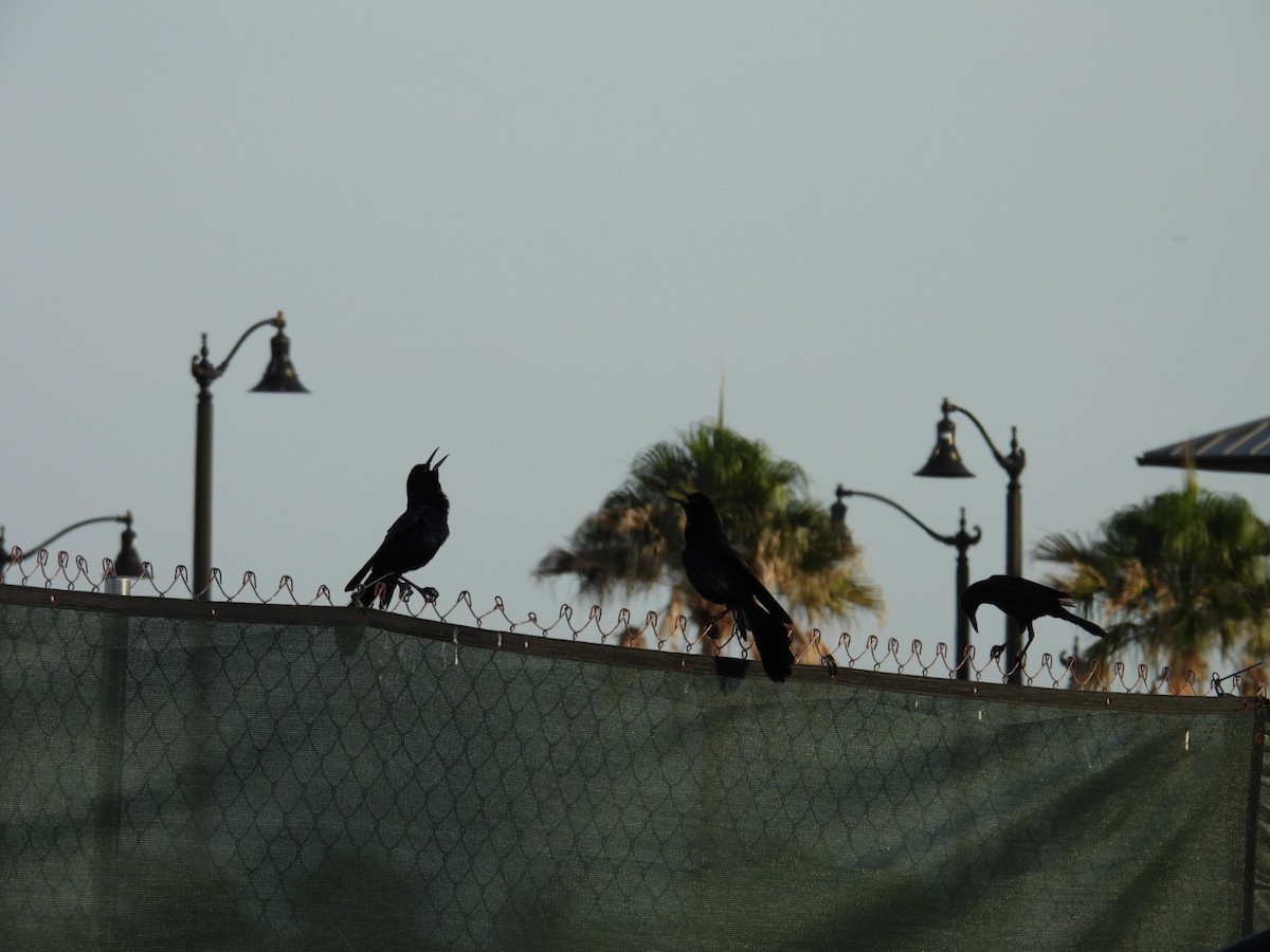 Boat-tailed Grackle - ML635952318