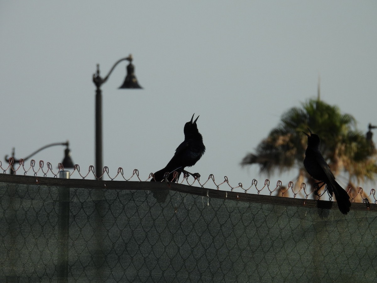 Boat-tailed Grackle - ML635952319