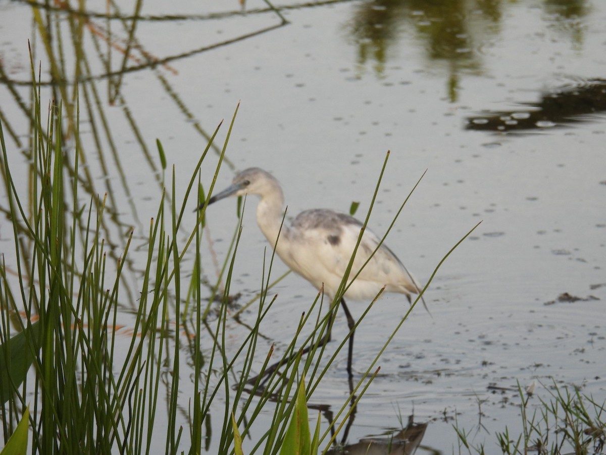 Little Blue Heron - ML635952352