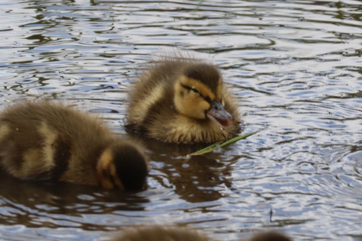 Mallard - ML635952451