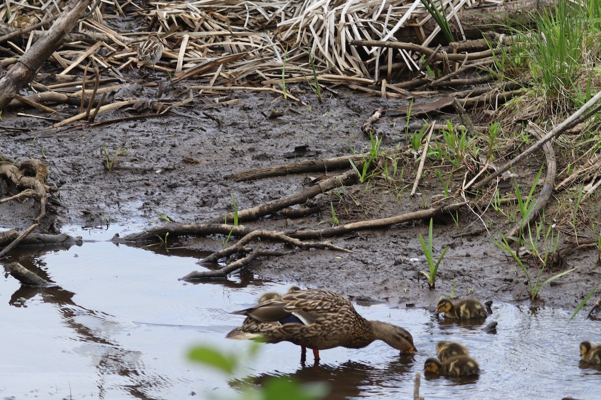 Mallard - ML635952452