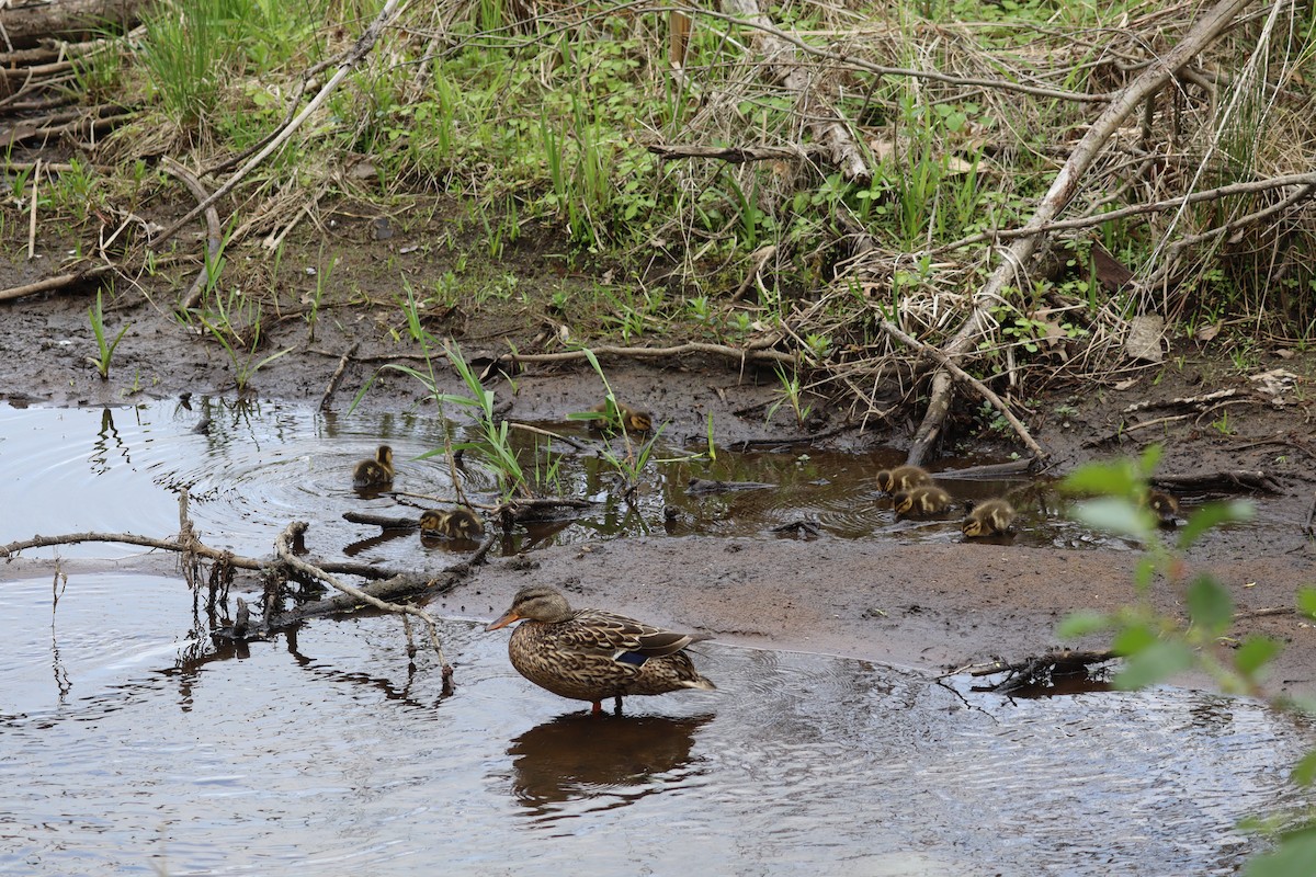 Mallard - ML635952454