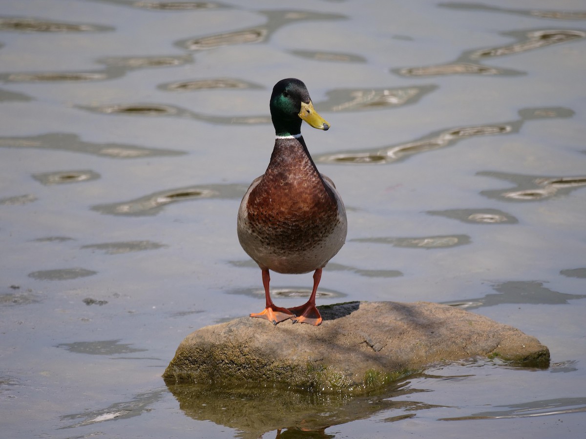 Mallard - ML635952526