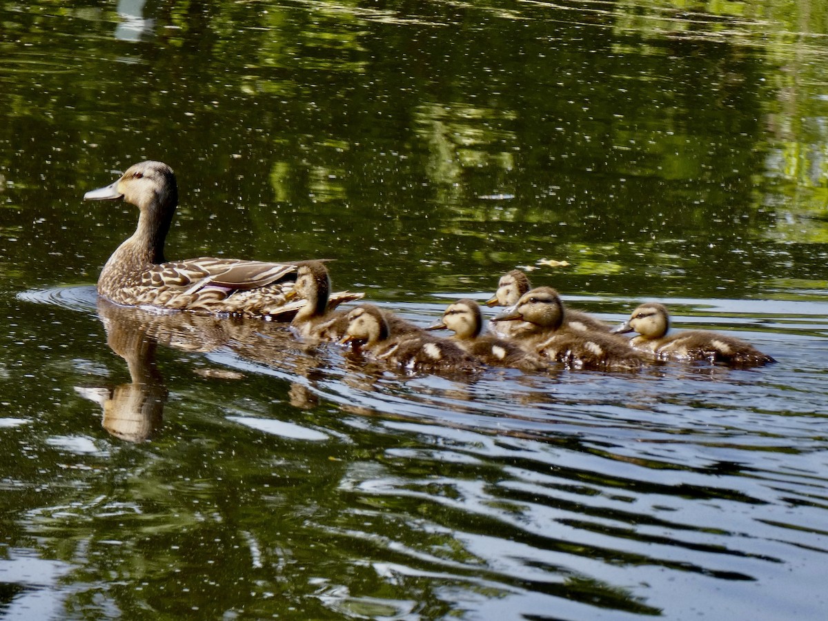 Mallard - ML635952530