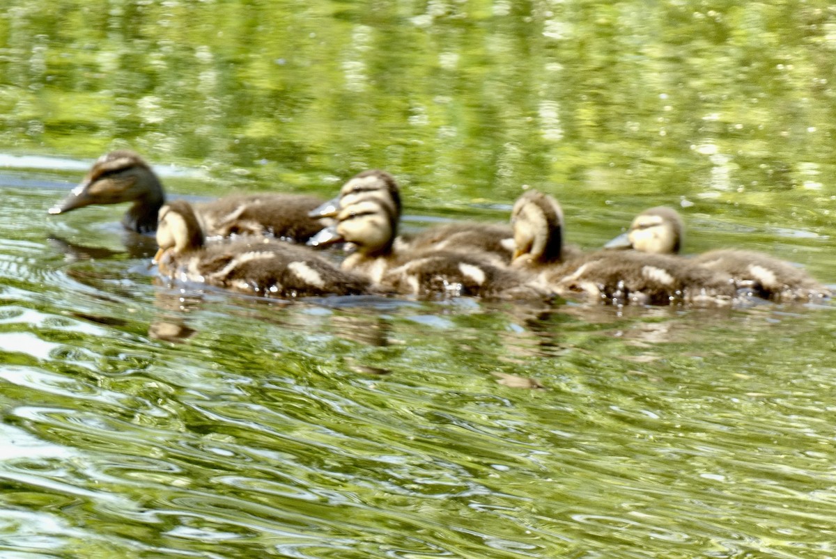 Mallard - ML635952531
