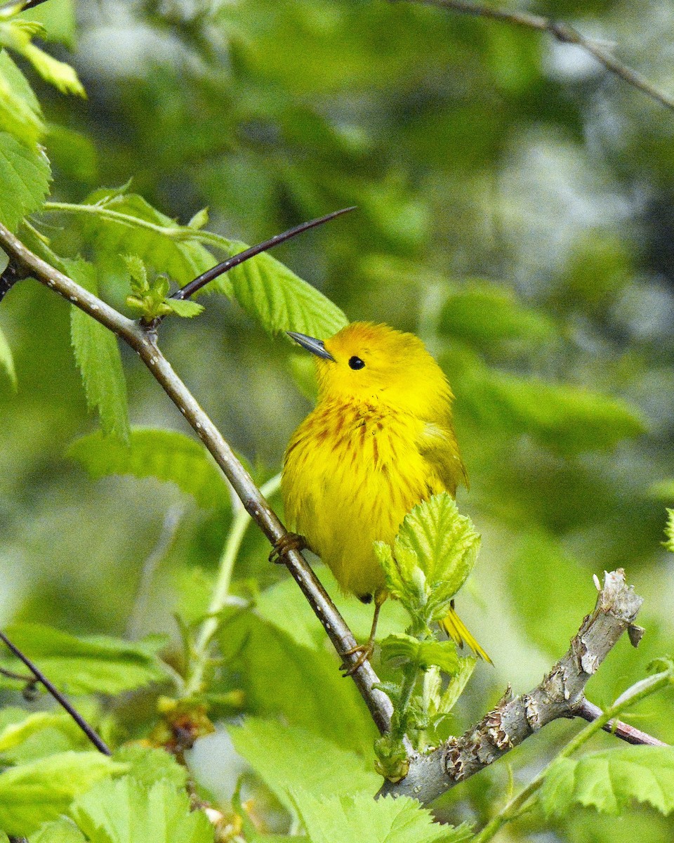 American Goldfinch - ML635952579