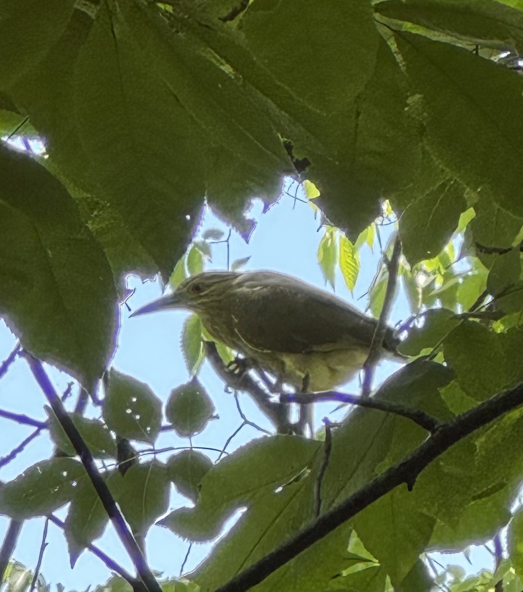 Nitticora - ML635952597