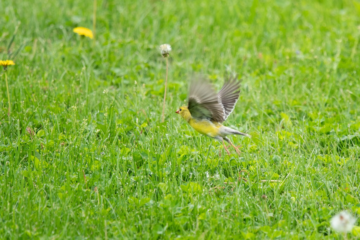 American Goldfinch - ML635952727