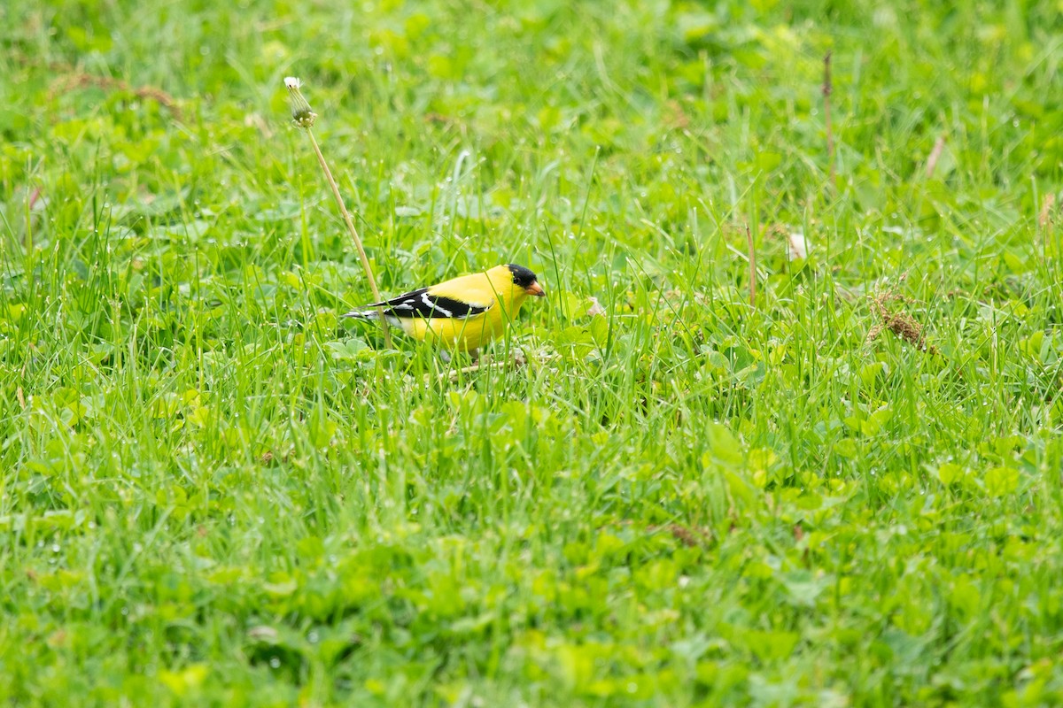 American Goldfinch - ML635952728