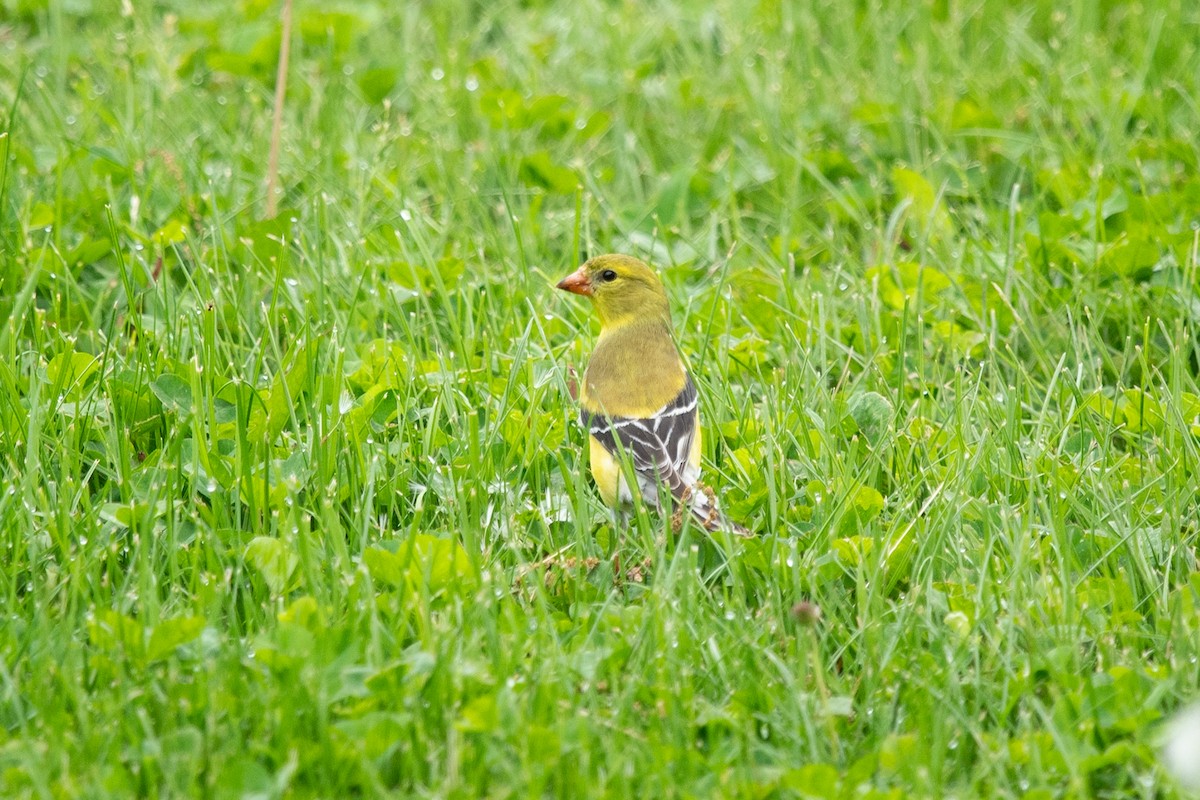 American Goldfinch - ML635952730