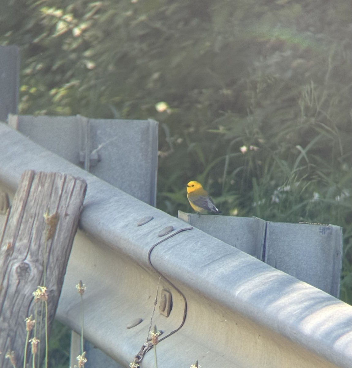Prothonotary Warbler - ML635952735