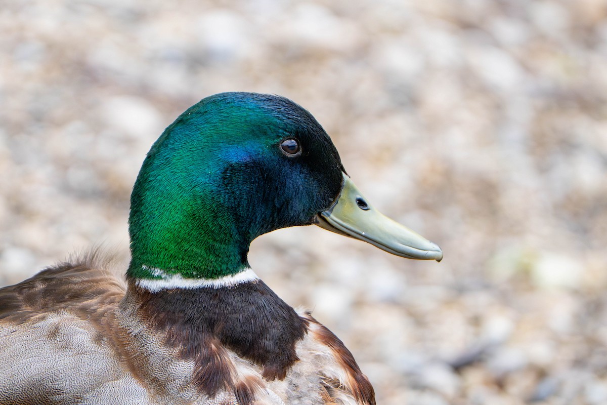 Mallard - ML635952770