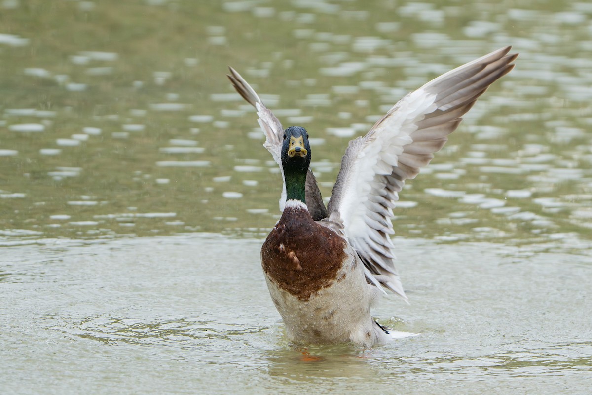 Mallard - ML635952771