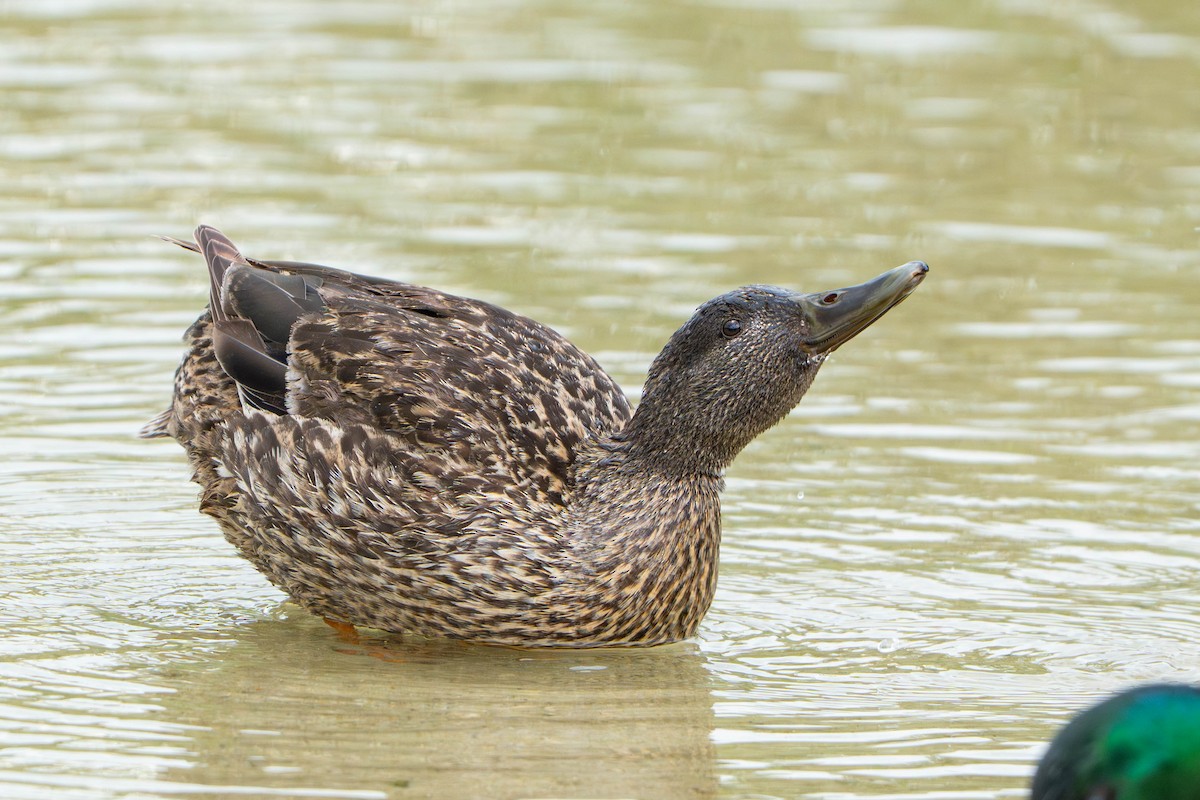Mallard - ML635952772