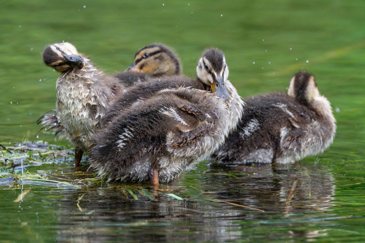Mallard - ML635952773