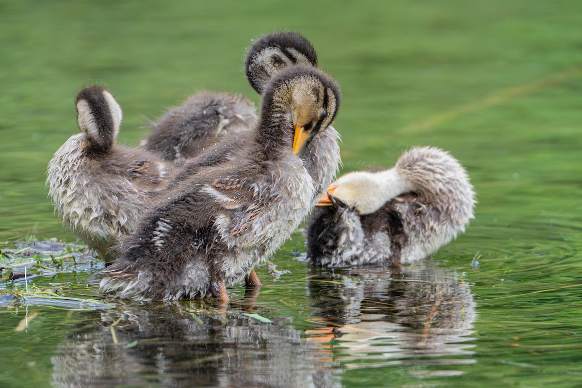 Mallard - ML635952774