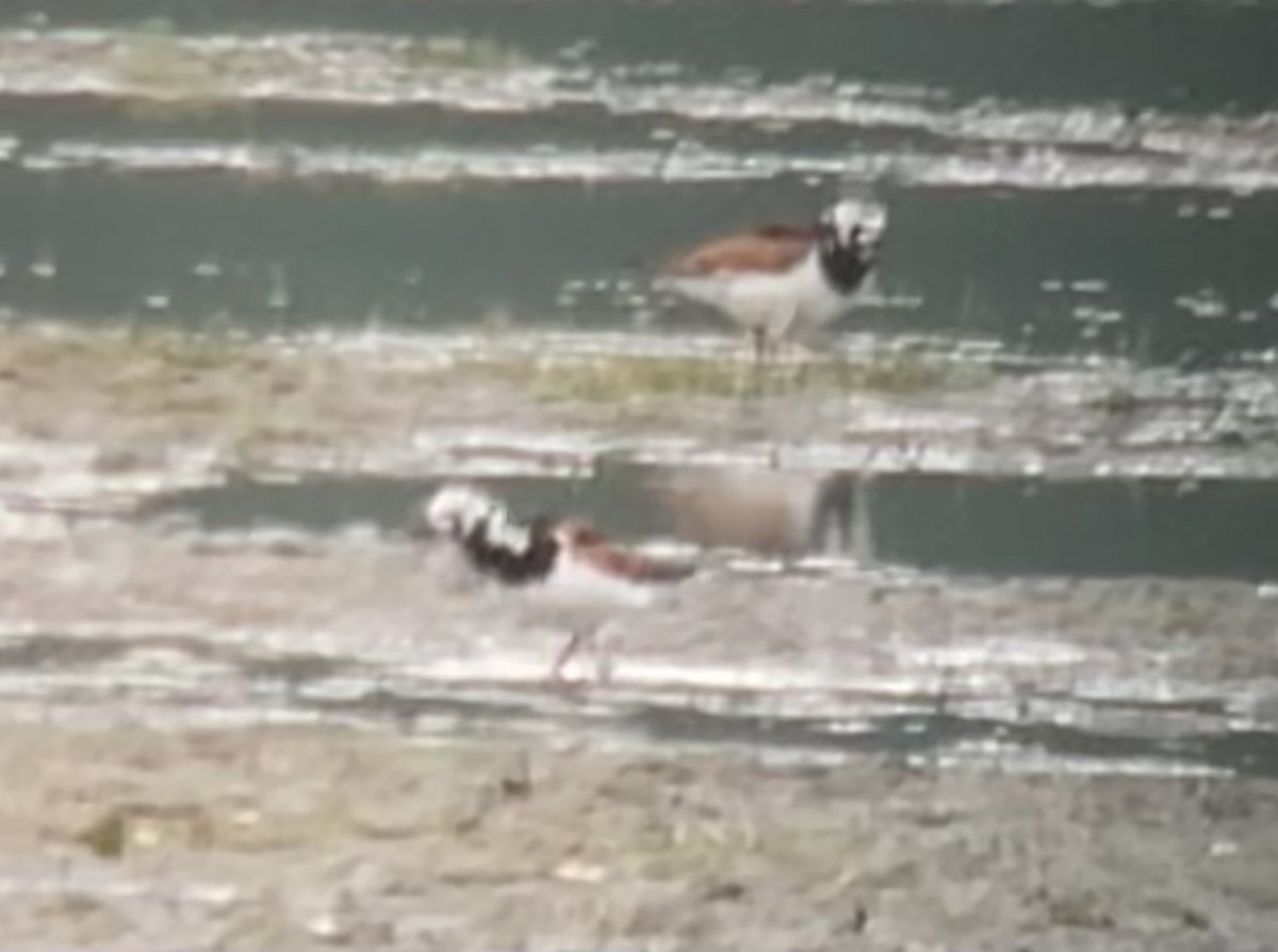 Ruddy Turnstone - ML635952874