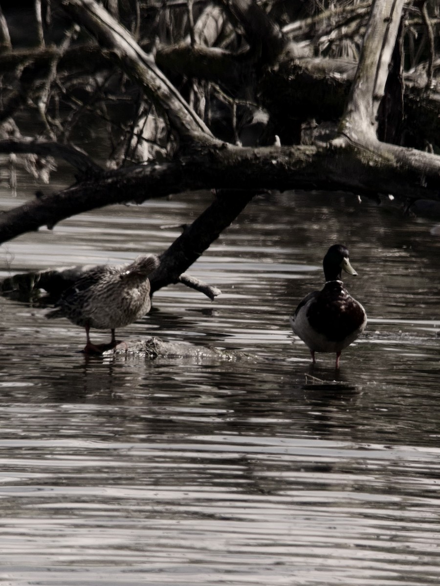 Mallard - ML635952881