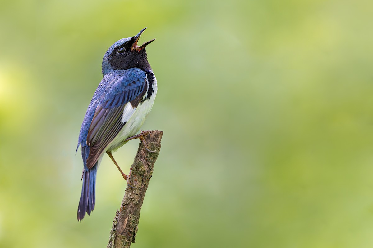 Black-throated Blue Warbler - ML635952942