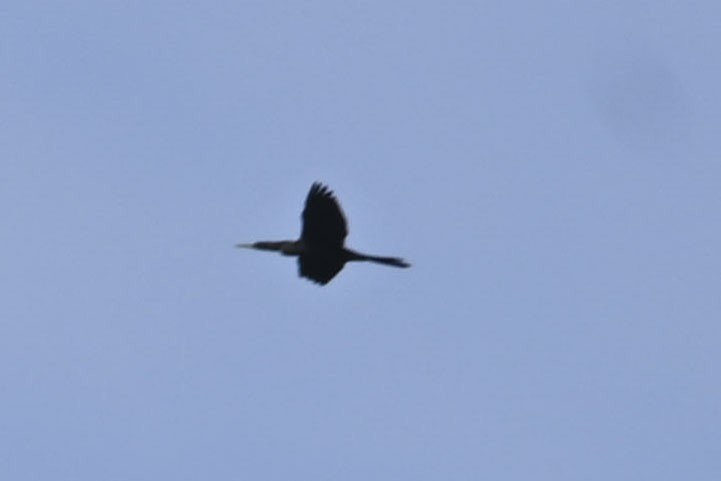 Anhinga - ML635952983