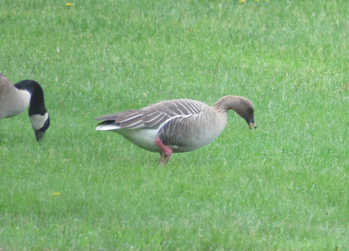 Pink-footed Goose - ML635953126