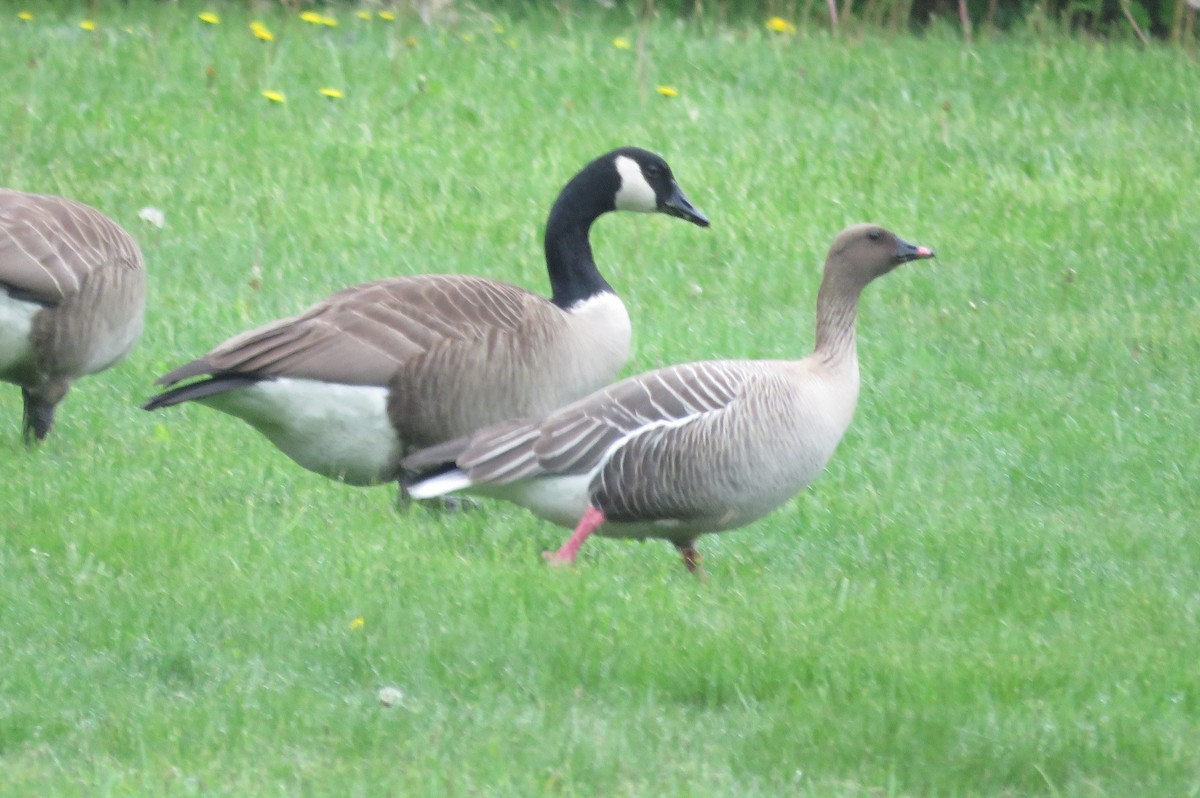 Pink-footed Goose - ML635953127