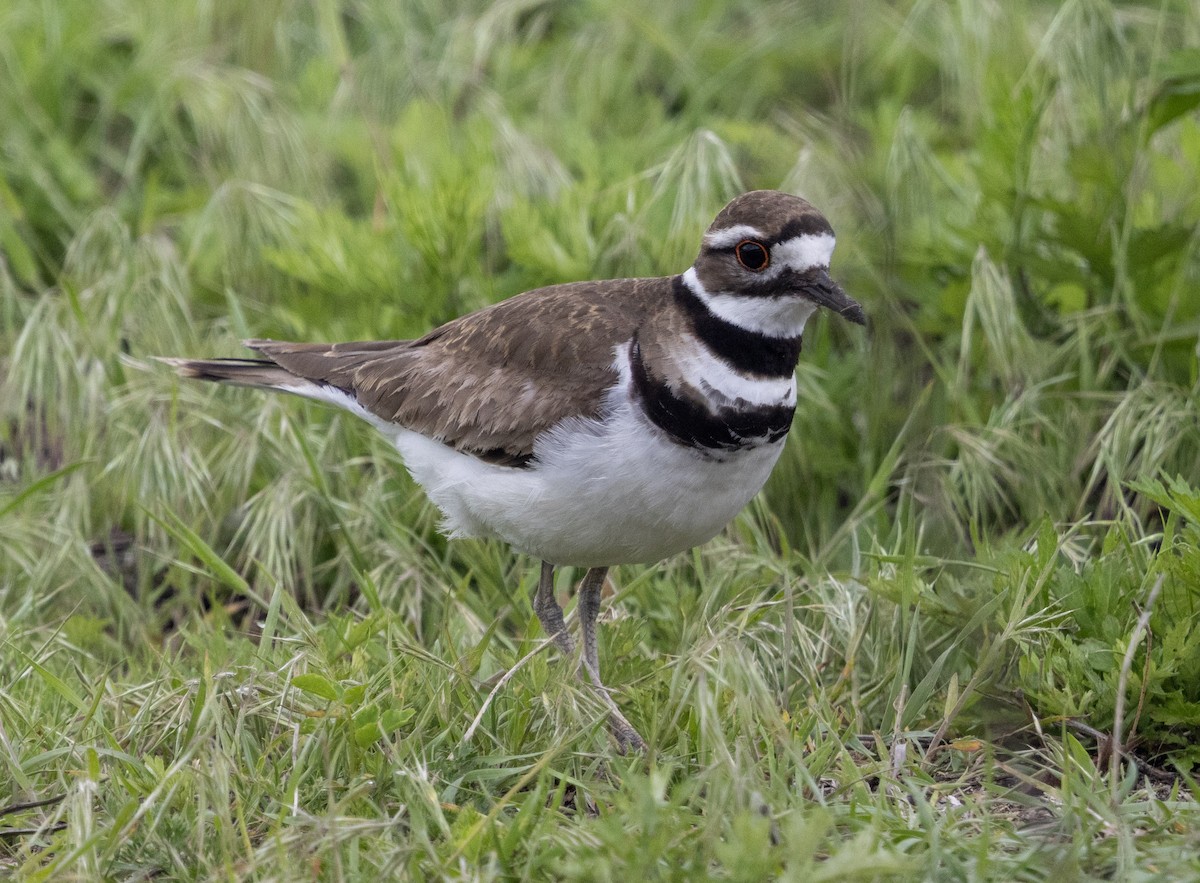 Killdeer - ML635953145