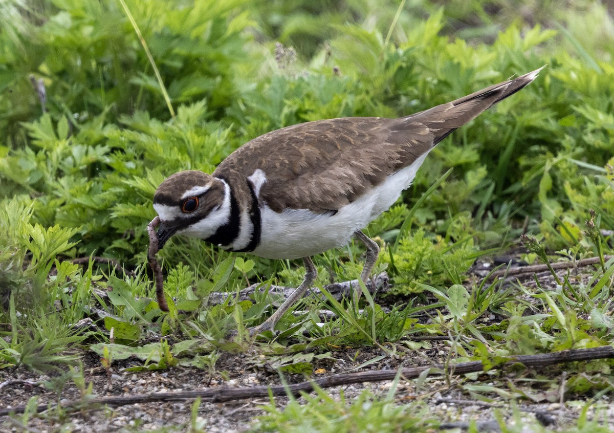 Killdeer - ML635953146