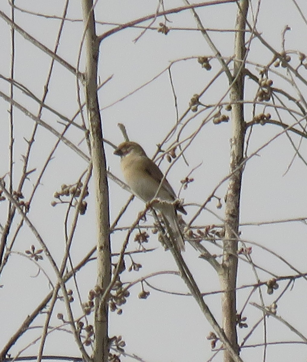 Desert Finch - ML635953223