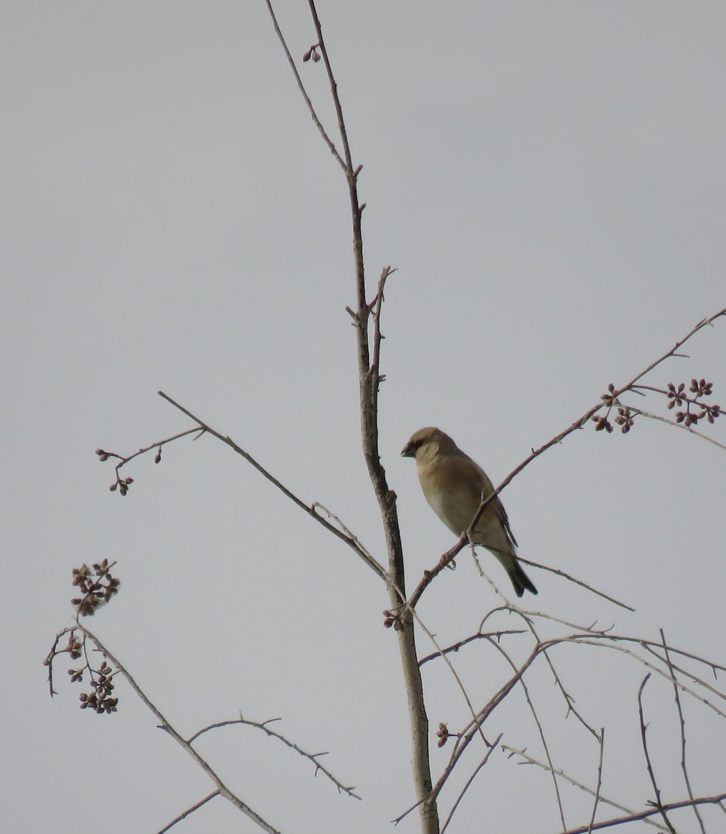 Desert Finch - ML635953224