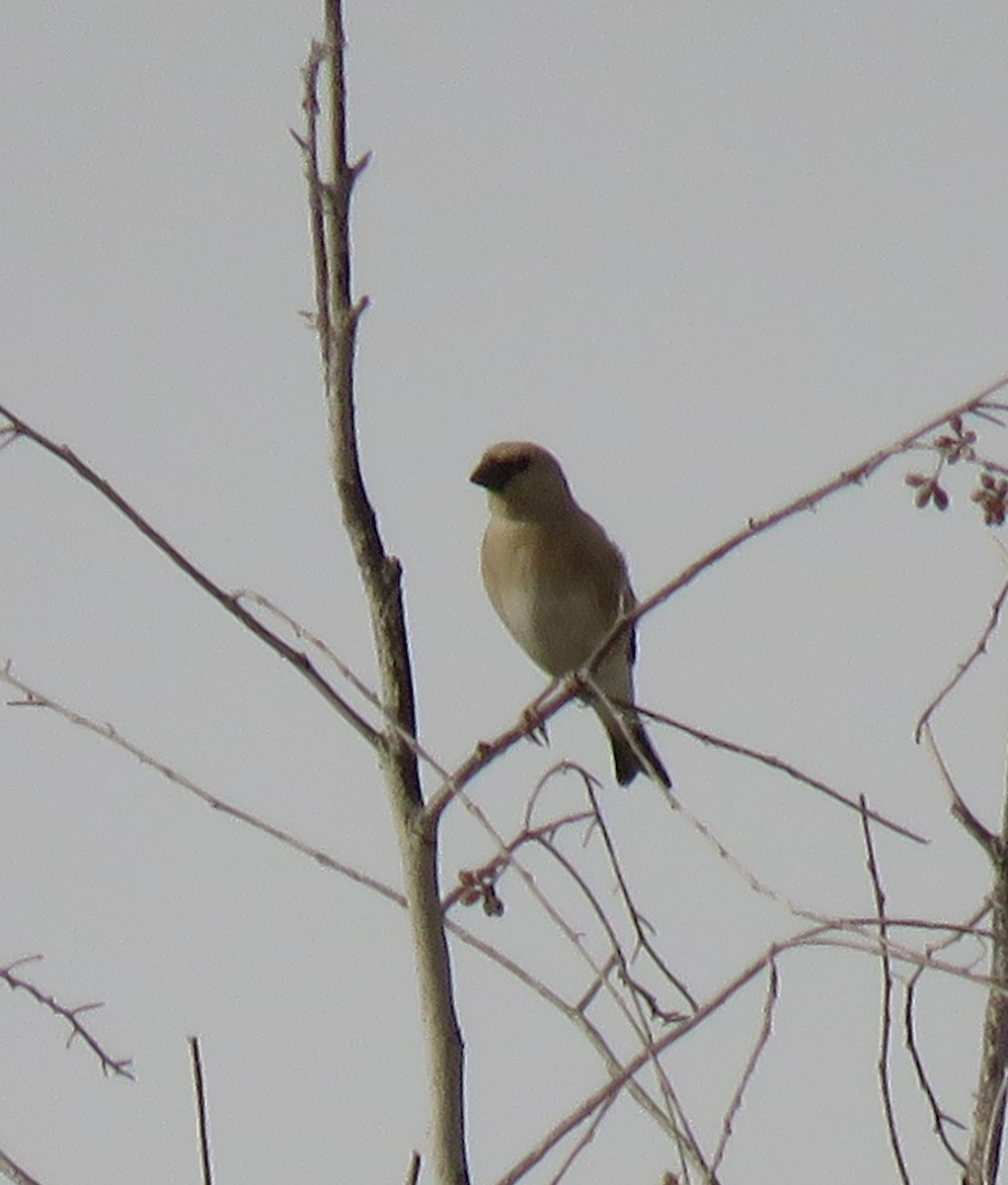 Desert Finch - ML635953226