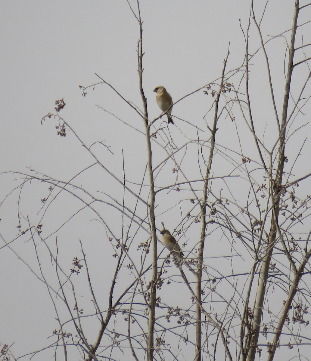 Desert Finch - ML635953227