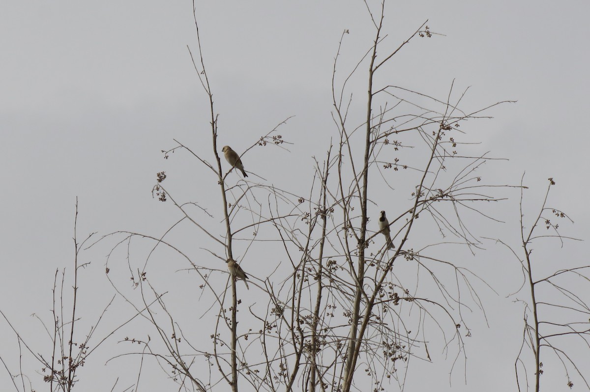 Desert Finch - ML635953228