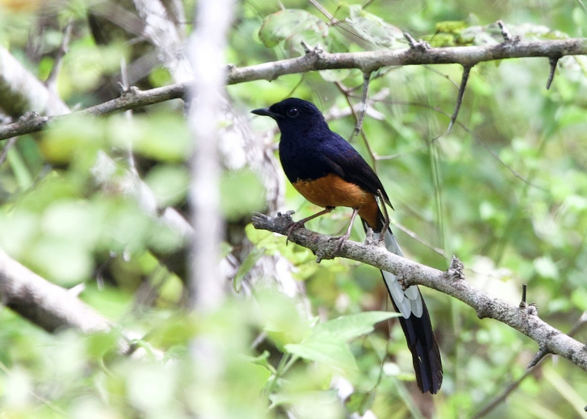 Sri Lankan Shama - ML635953234