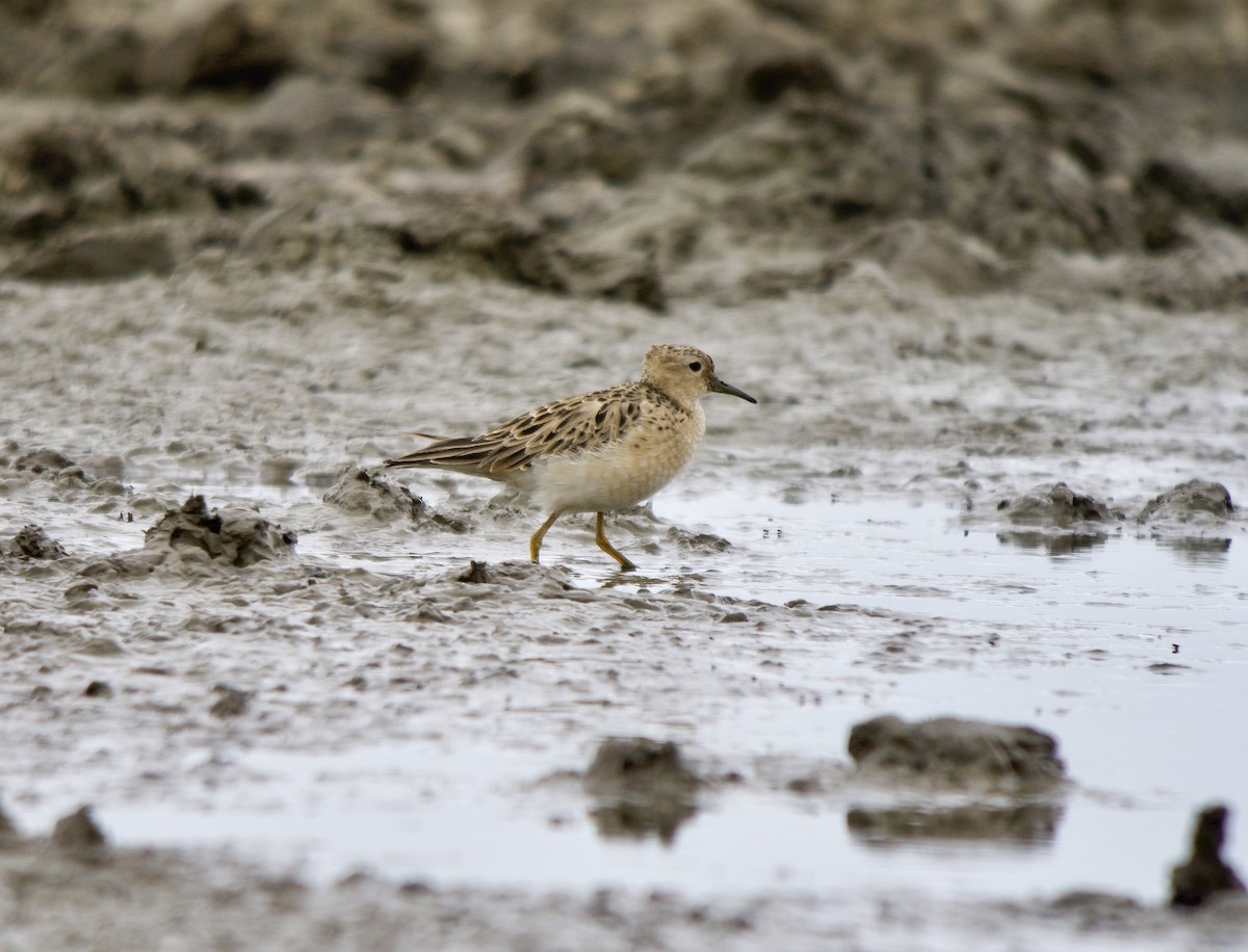 Buff-breasted Sandpiper - ML635953240