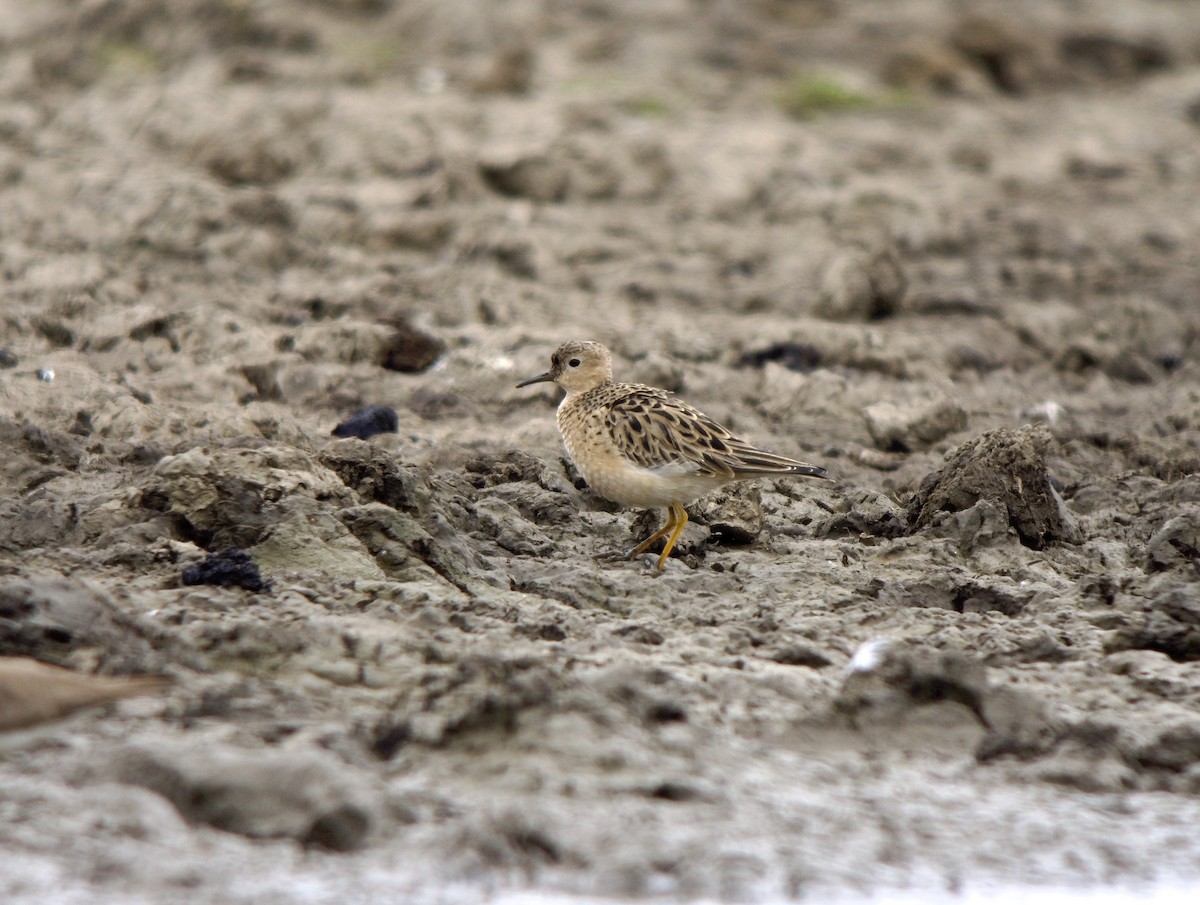 Buff-breasted Sandpiper - ML635953241