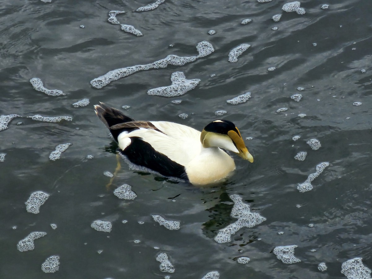 Common Eider - ML635953264