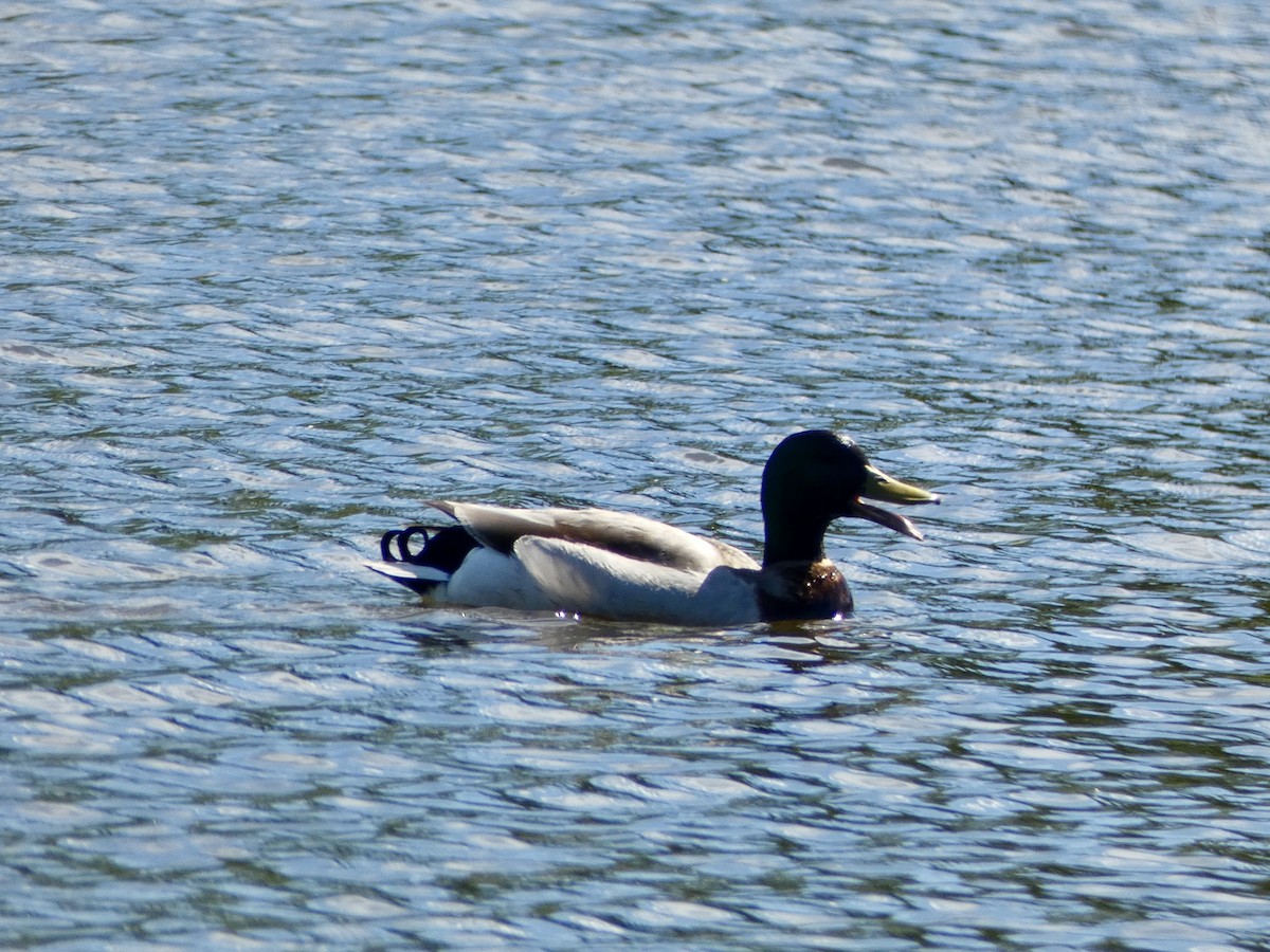 Mallard - ML635953289