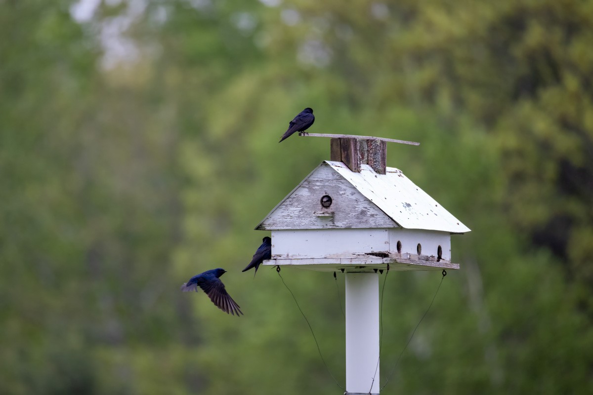 Hirondelle noire - ML635953359