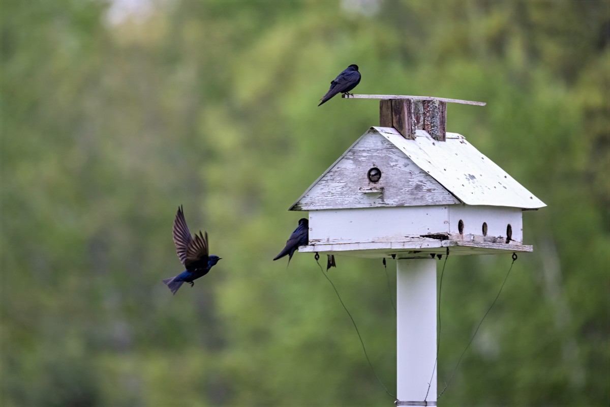 Hirondelle noire - ML635953360