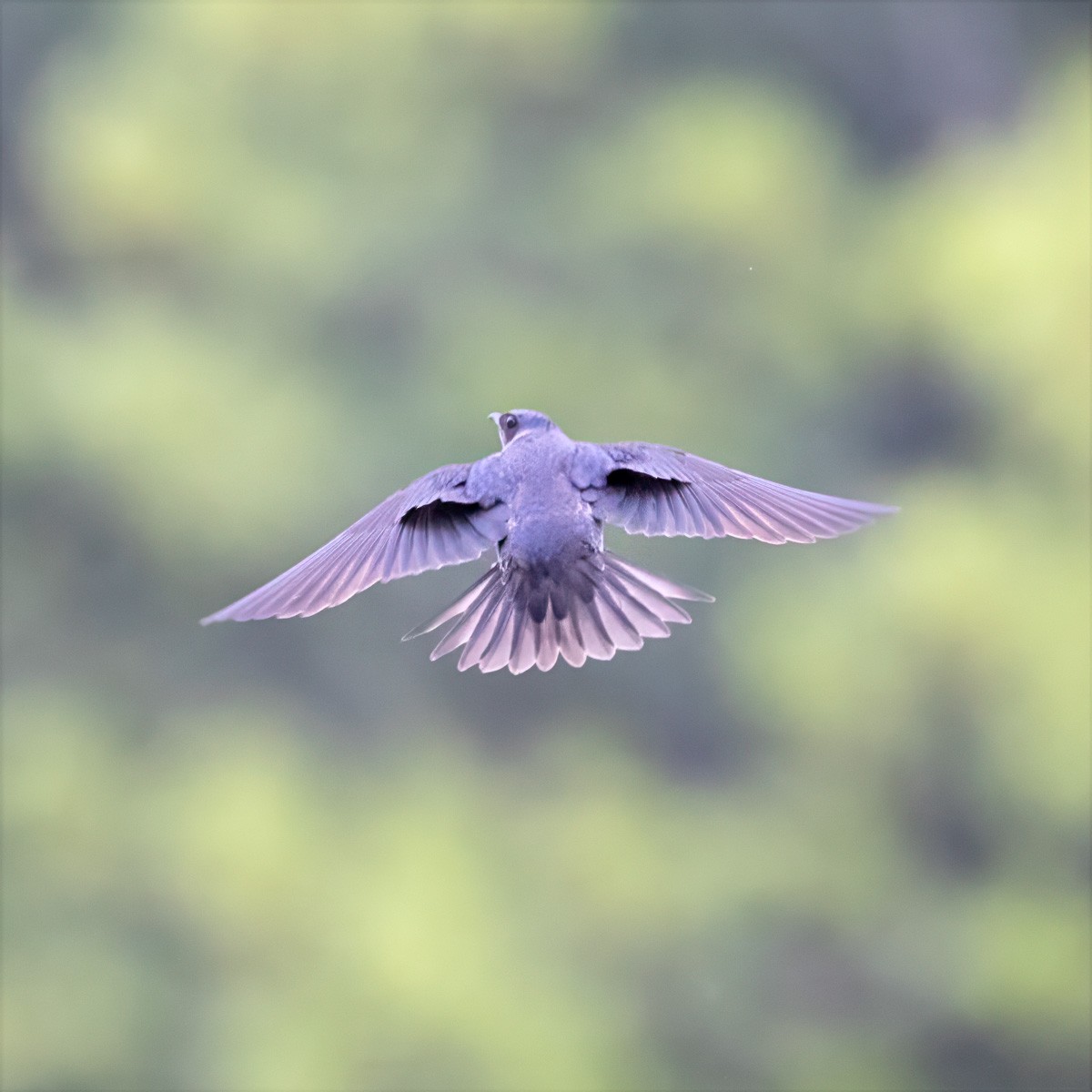 ムラサキツバメ - ML635953361
