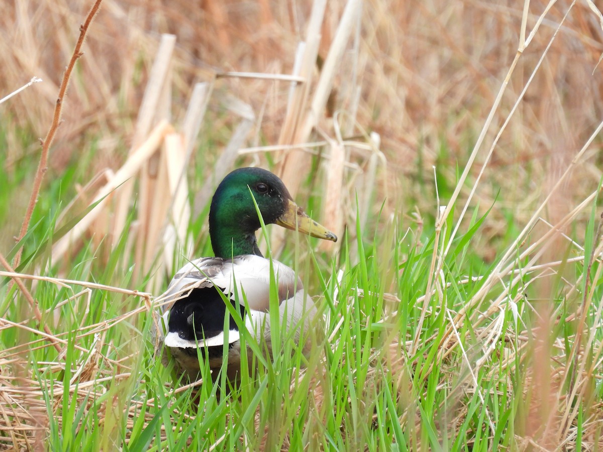 Mallard - ML635953395