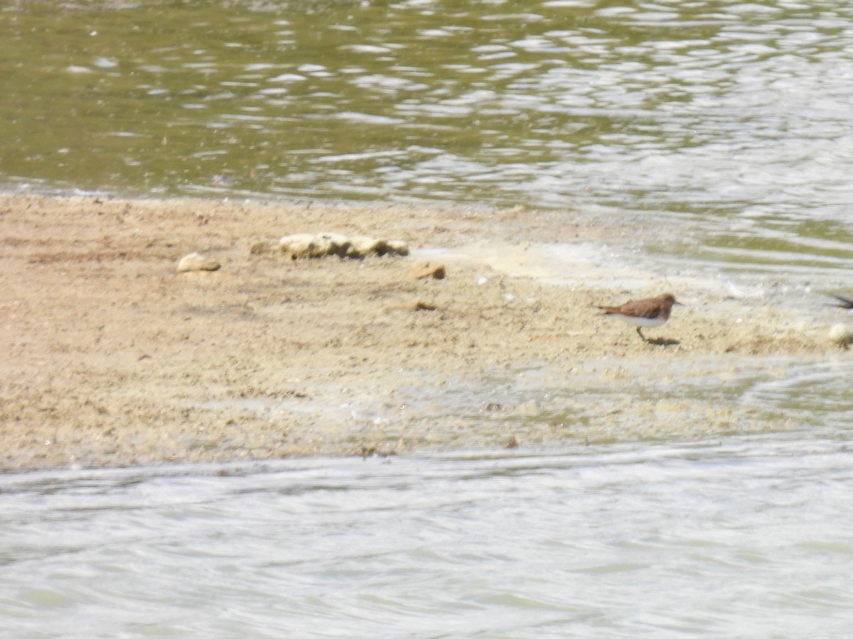 Temminck's Stint - ML635953423