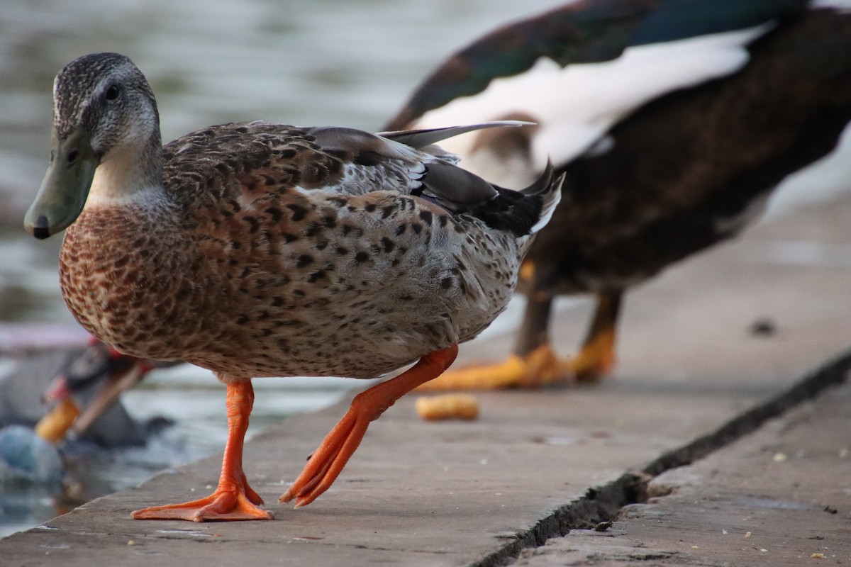 Mallard - ML635953451