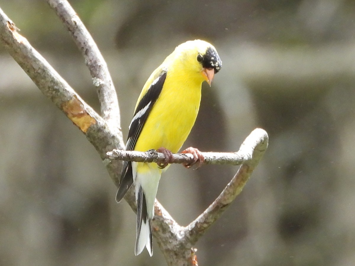 American Goldfinch - ML635953452