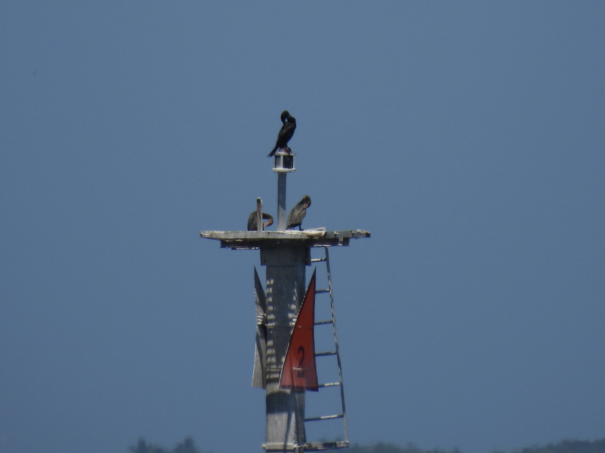 Double-crested Cormorant - ML635953566
