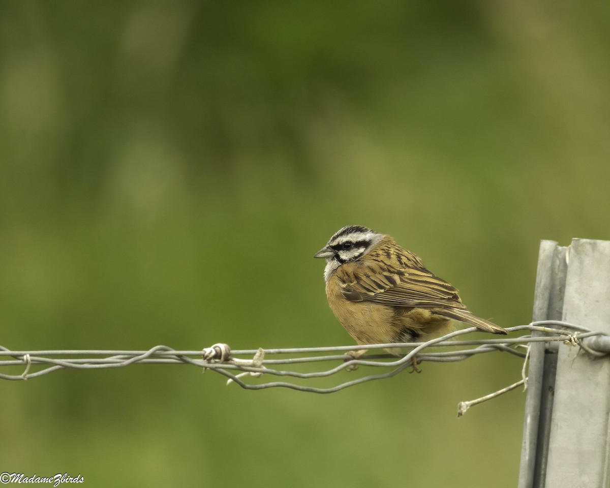 Цагаан хөмсөгт хөмрөг - ML635953568